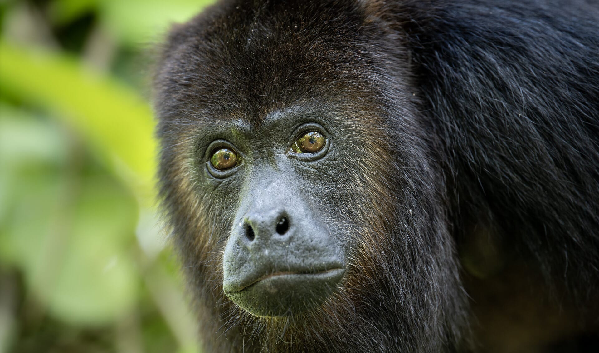 Howler monkey visual data 8